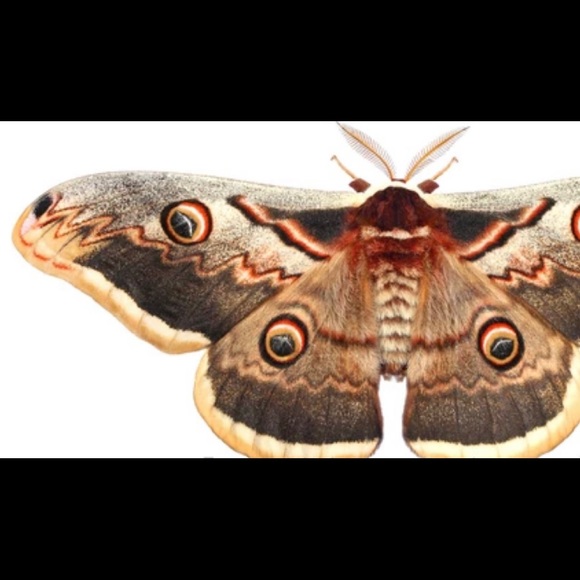 Meet your Posher, Sarah - Picture 4 of 15